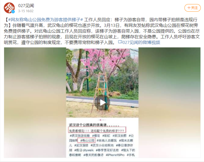 武汉赏樱点否认提供梯子拍照 工作人员回应：游客自带的，<a href=