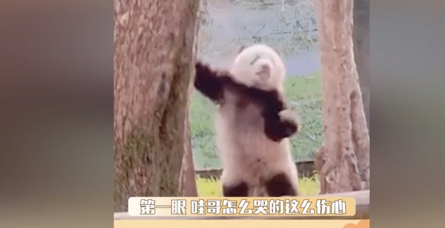 在大熊猫身上看到呼天抢地
