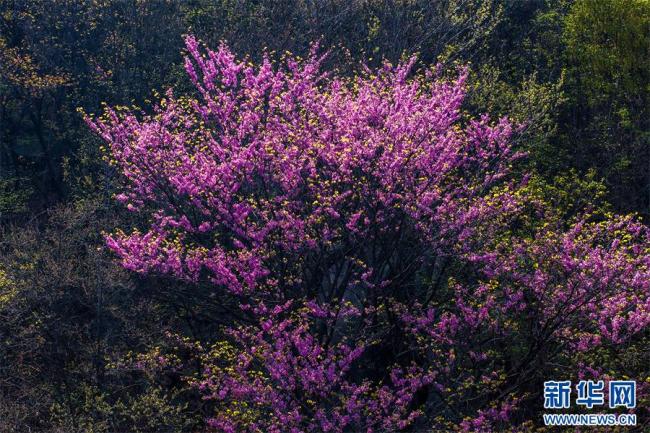 河南鲁山：紫荆花开春意浓