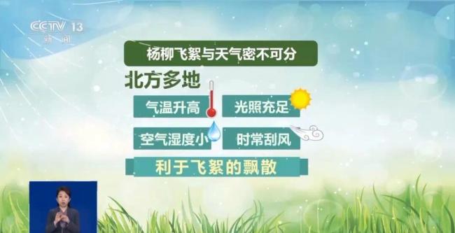 杨柳飞絮还要持续多久?北京全市范围内或将持续50天左右_新闻频道_中