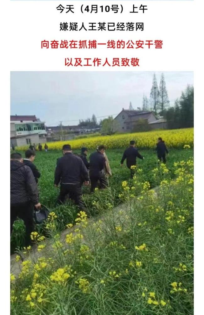 江苏重大刑案嫌犯在油菜花田被抓 现场画面曝光！