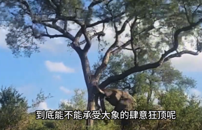大象推倒大树走红，动物的终极力量有多强？毁林行为为何有益生态