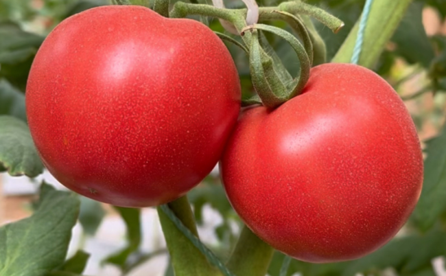 西红柿加它，比砒霜还毒？提醒：这些与西红柿“相克”的食物少吃