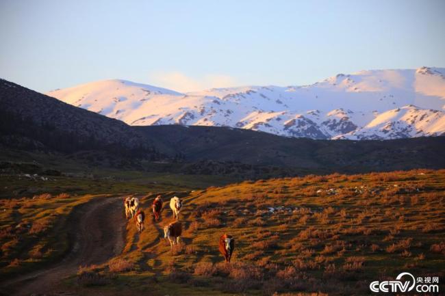新疆阿勒泰：夕陽西下 牛群牧歸