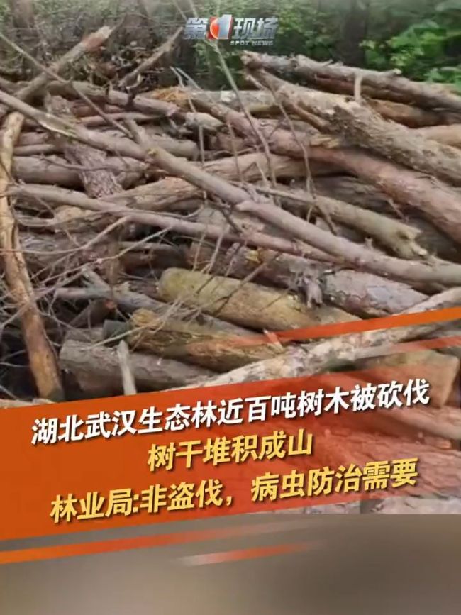 林业局回应生态林大批树木被砍伐