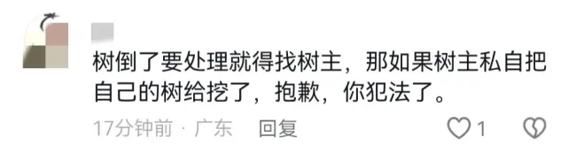 大树被刮倒致堵车 园林称挪树要3千 网友热议费用高昂
