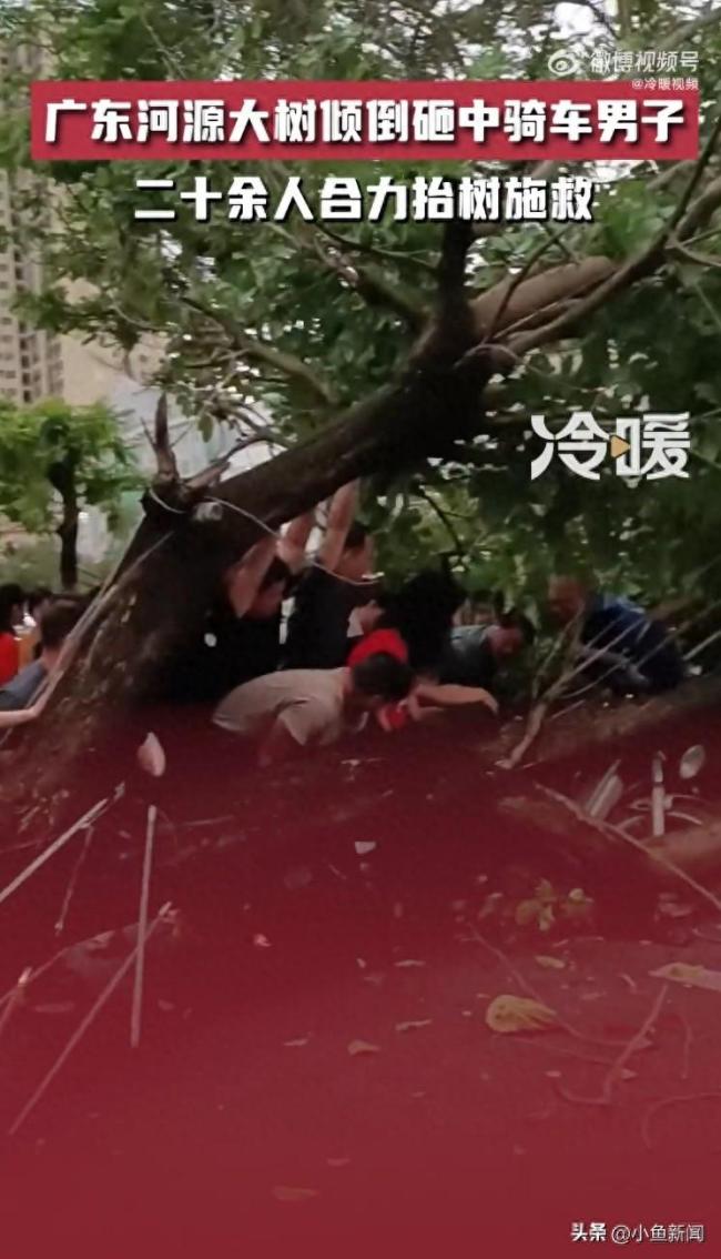 众人拾柴火焰高!男子被倾倒大树砸中20余人抬树救人