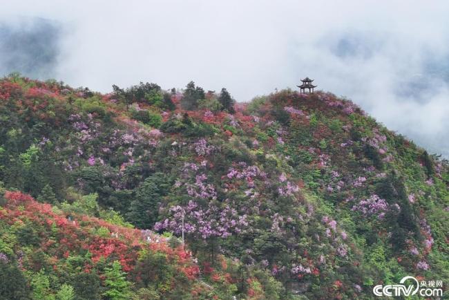 贵州丹寨：万亩野生杜鹃花盛开