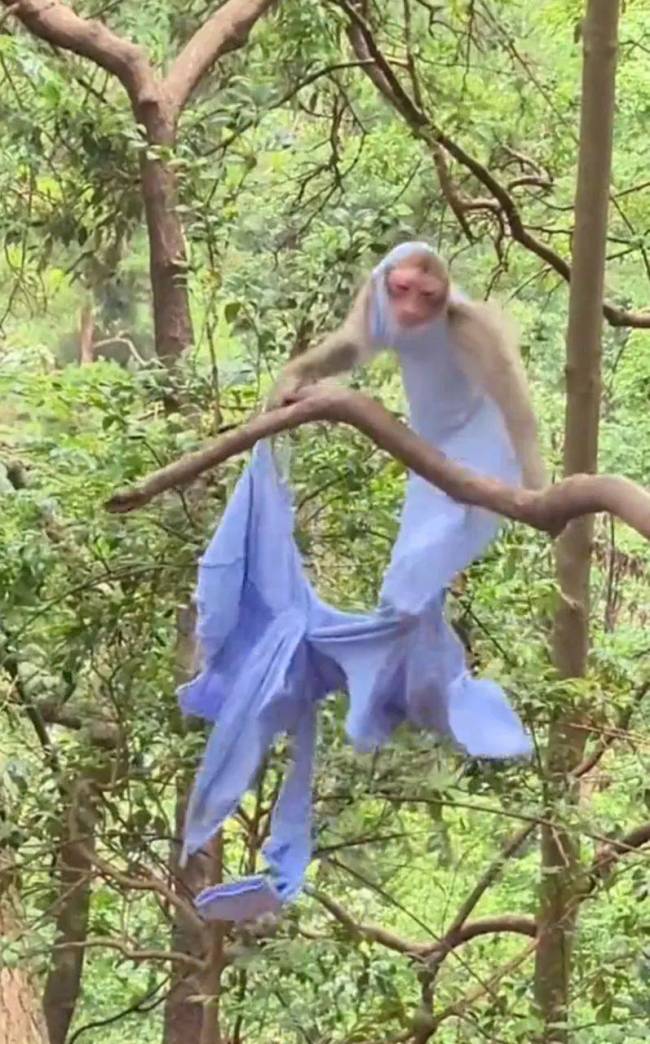 猴子抢了游客防晒衣出不来了 调皮举动引网友爆笑