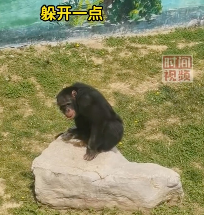 黑猩猩用粪便砸游客