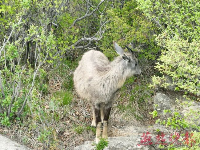 石家庄拍到二级保护动物中华斑羚 首现石家庄，生态向好迹象
