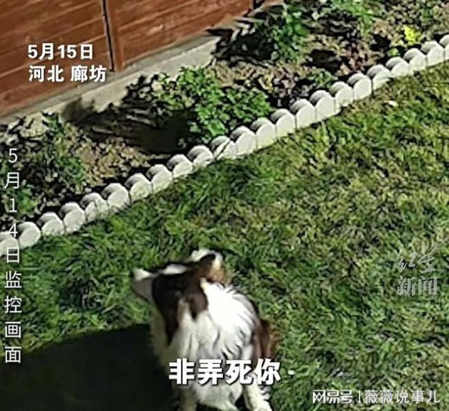 男子两只宠物犬被人隔墙毒死 邻里矛盾引悲剧