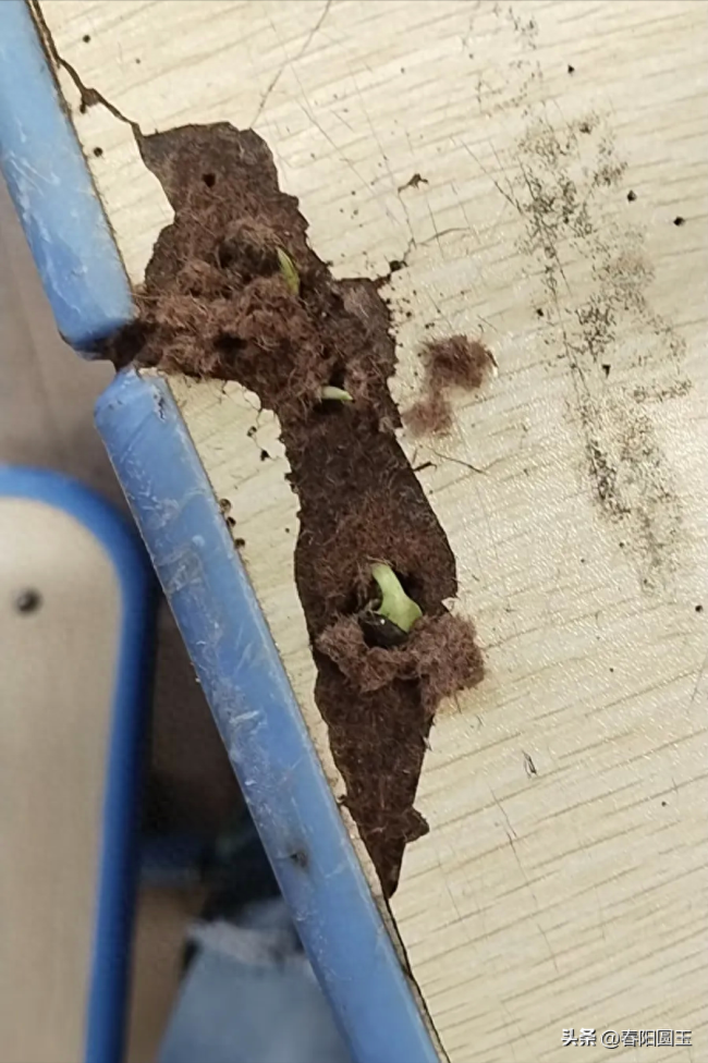 学生在课桌破损处放了颗向日葵种子