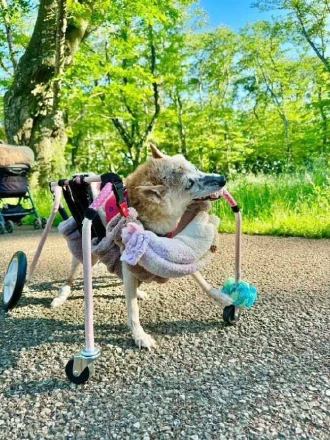 神烦狗表情包原型去世 网红柴犬kabosu终年18岁