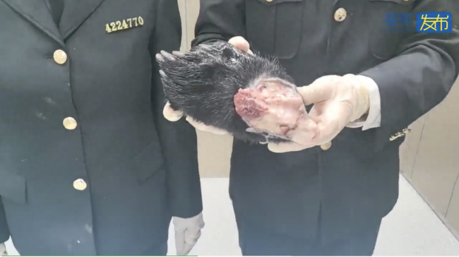 青岛海关查获黑熊熊掌5只 严格执法保护濒危物种