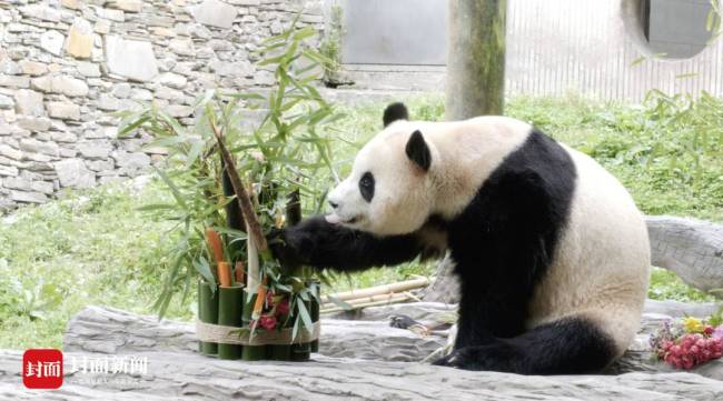 福宝吃笋架势一看就是干饭熊 萌态引围观