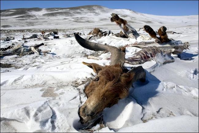 极端天气导致蒙古国超10%牲畜死亡 蒙古国的“杜兹”灾难