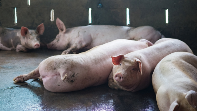 猪价飙升,多地开启上涨模式!养殖户补栏热情高涨_新闻频道_中华网