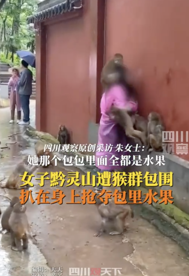 女子被黔灵山猴群包围索食 动物伤人事件引热议