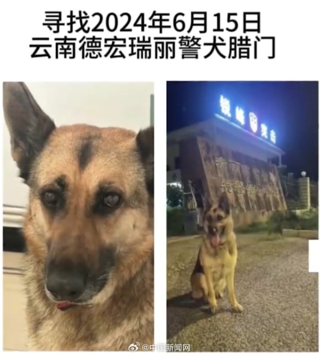 云南被偷警犬已找到 云南瑞丽退役警犬被误当流浪狗偷走