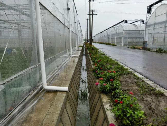 上海：梅雨季农户提前准备做好应对，力保农作物安全度汛