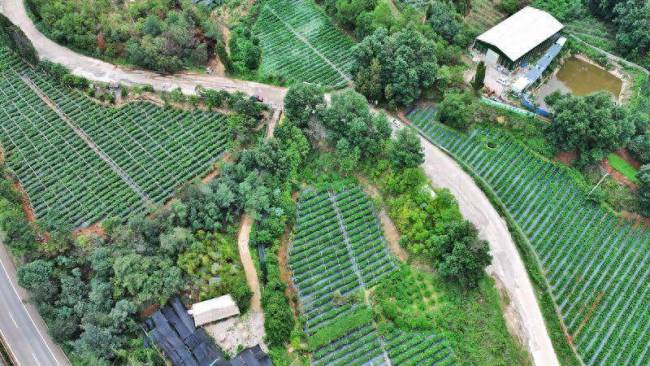 95后艺术生返乡种植200多亩树莓