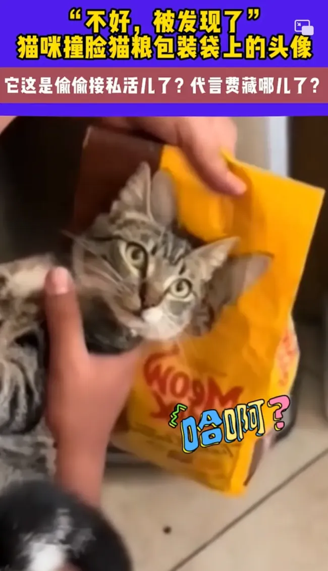 猫咪撞脸猫粮包装袋上头像 网友热议代言费去向