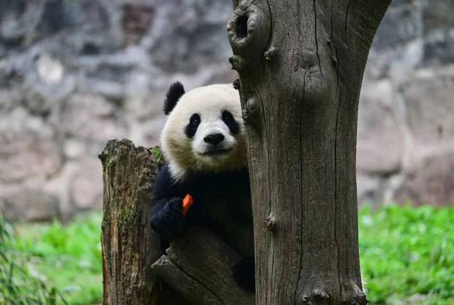 如何避免大熊猫近亲繁殖？科技助力遗传多样性保护