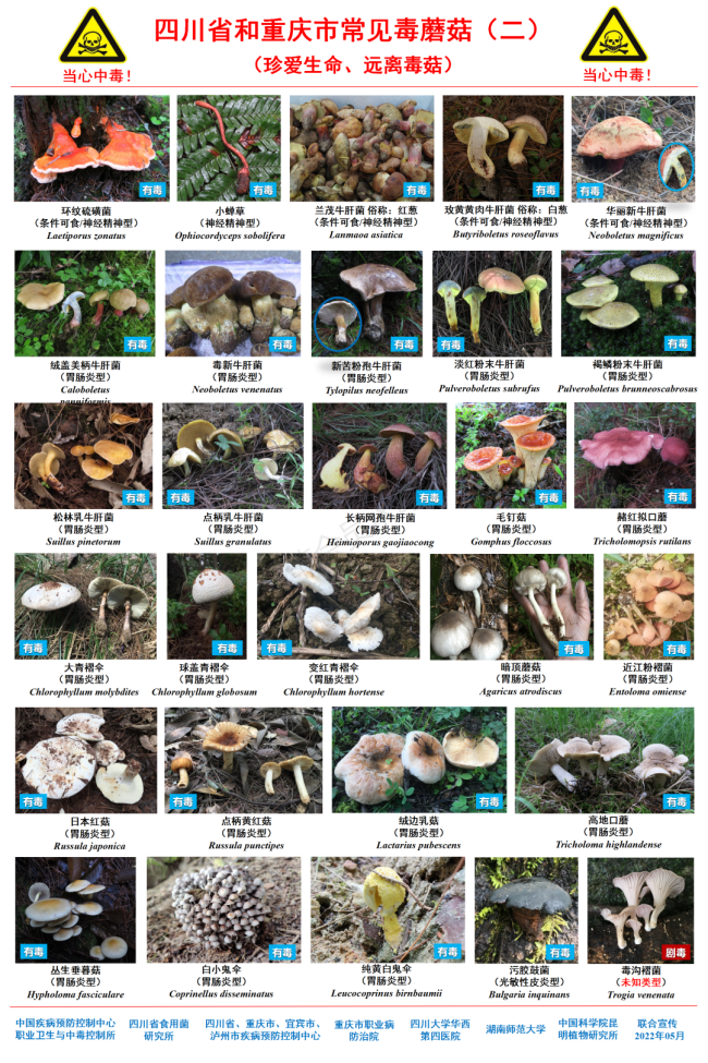 鲜艳的蘑菇才有毒？错了！常见毒蘑菇图鉴请收藏