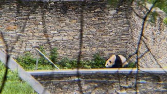 官方通报4人被终身禁入熊猫基地 即日起游客入园自觉开包检查