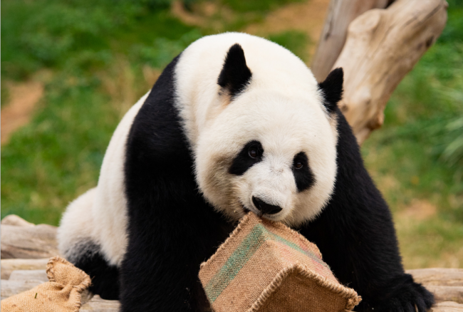 新一對大熊貓將在今年定居香港