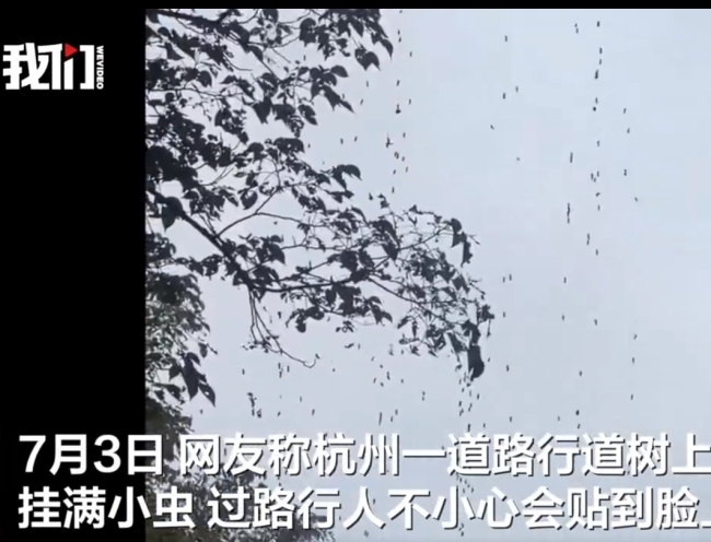 杭州雨后树上挂满虫 密集“虫帘”引恐慌