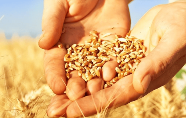 小麦行情震荡调整 持粮主体应如何应对？ 市场波动中寻机遇