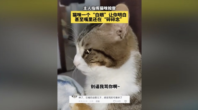 主人指挥猫咪按摩，猫咪白了一眼，网友：被迫营业，不服都在脸上 了！