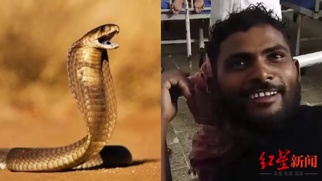 印度男子遭蛇咬两口后反咬蛇三口 最终将蛇咬死