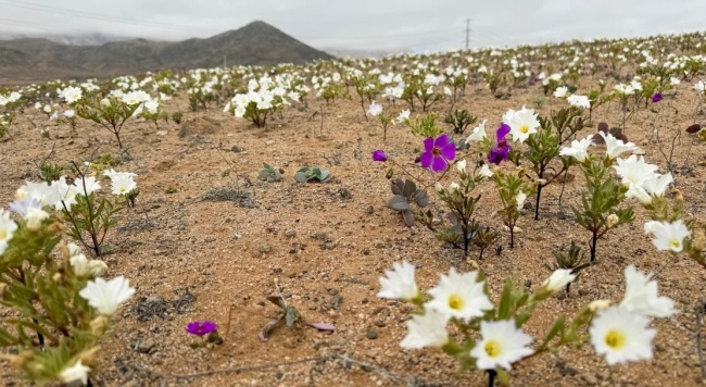 上次还是9年前！世界"干极"阿塔卡马沙漠提前开花