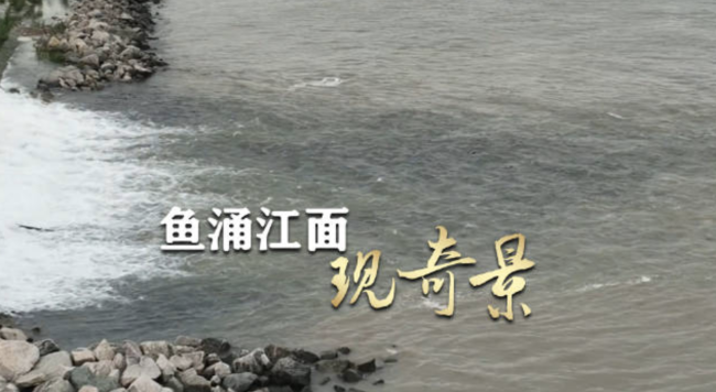 长江出现鱼涌江岸罕见奇观 十年禁渔成效显