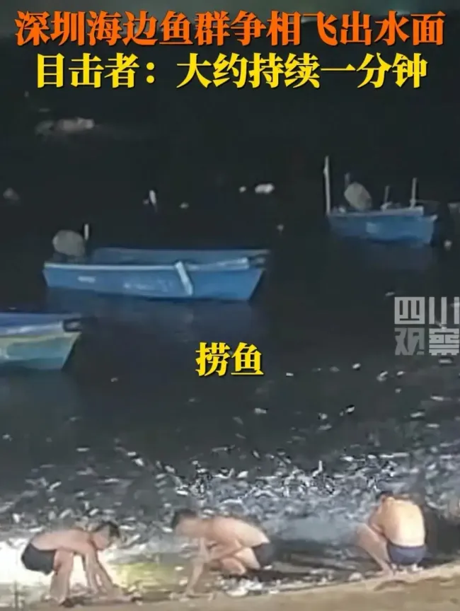 深圳大量鱼群飞出水面