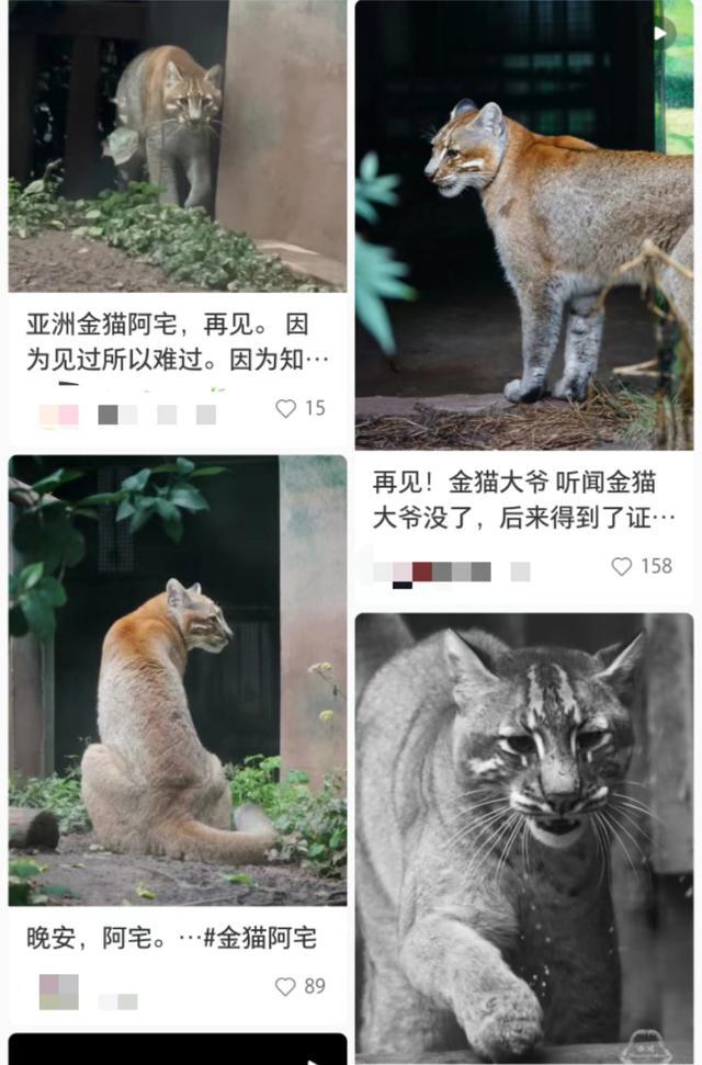 重庆动物园金猫“阿宅”走了 本土珍稀物种成绝响