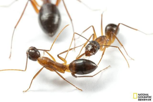 这只蚂蚁自愿伸出伤腿，因为同伴们会给它做截肢手术：社群生活的奇迹疗法