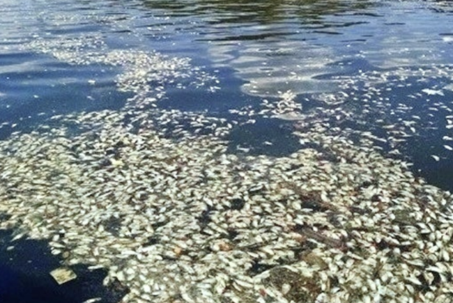 巴西河流污染超10吨鱼浮尸水面 工厂违规排放所致