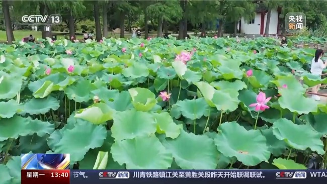 夏日氛围天花板，全国赏荷地图邀你打卡