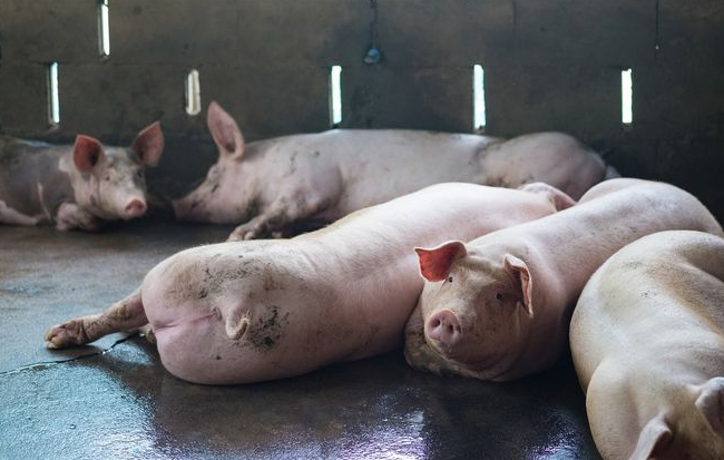 猪价鸡价接续上涨 养殖业复苏