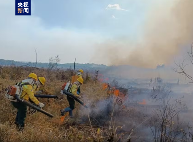 巴西亚马孙州单日火灾数量达783起 创历史纪录