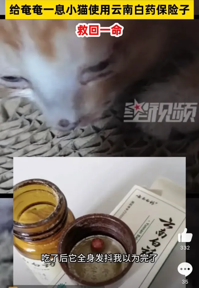 女子用云南白药保险子救小猫一命 爱的奇迹复苏