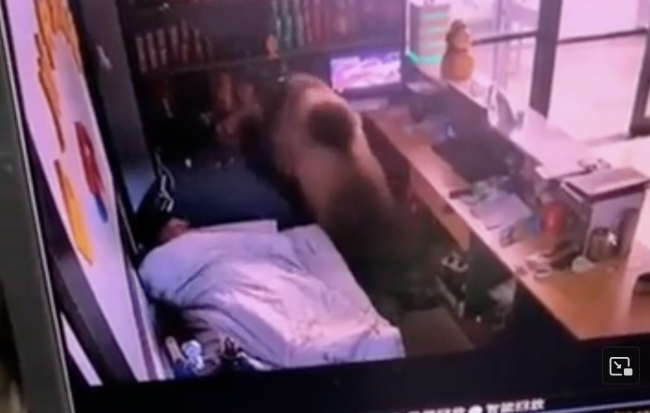 男子半夜睁眼发现床边站了一头熊 酒店惊魂，淡定拿手机逃生