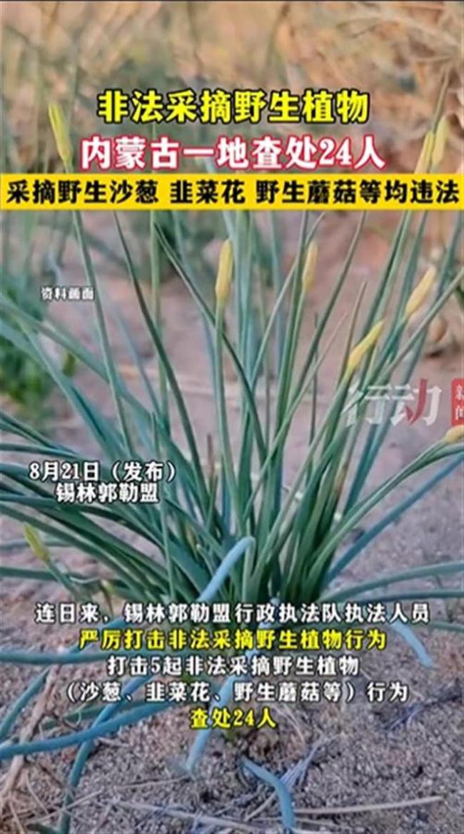 采摘沙葱韭菜花被查处是否过度执法？