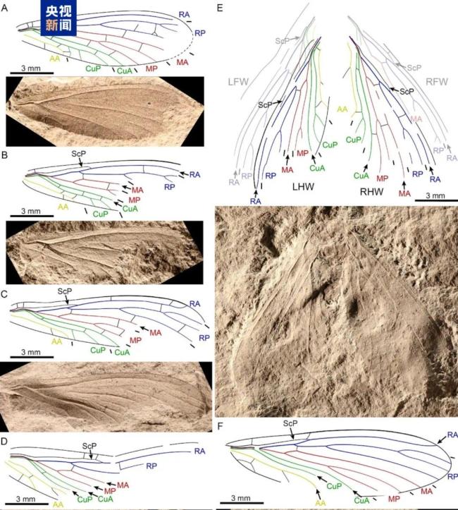罕见！约3亿年前的古老“翅膀”重现！