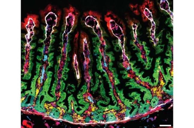 《自然》：前所未有地看清人类小肠，研究揭示吸收营养和避免感染的奥秘