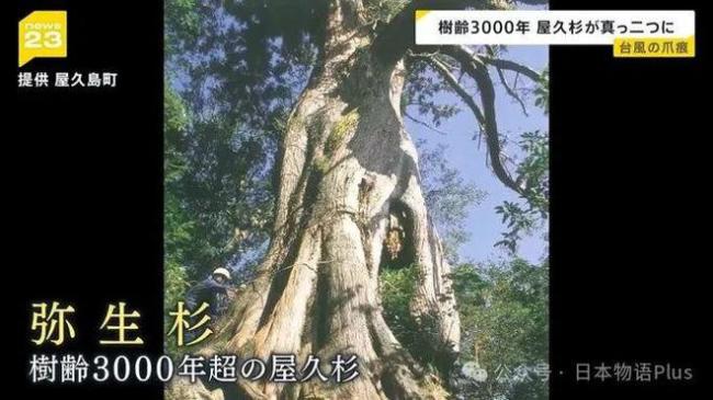 台风袭击日本景区3000年古树被折断 只剩下了树根